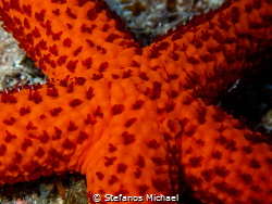 Mediterranean Red Sea Star - Echinaster sepositus by Stefanos Michael 